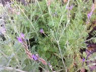 Lavandula multifida 'Spanish Eyes' (4