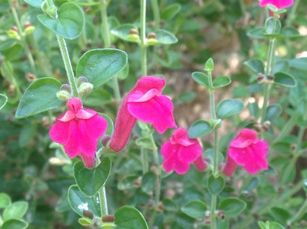 Scutellaria suffrutescens | Cherry Skullcap
