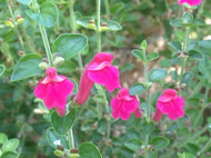Scutellaria suffrutescens | Cherry Skullcap