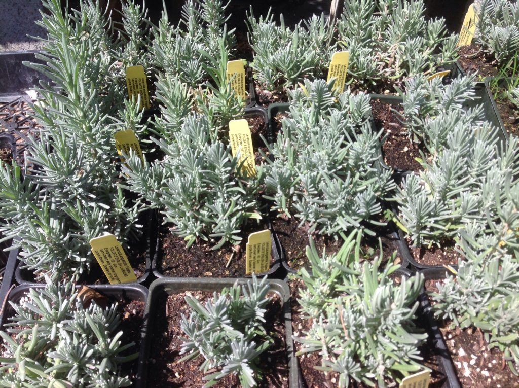folgate lavender plants for sale Lavandula angustifolia 'Folgate' (4")