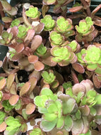Sedum makinoi 'Salsa Verde' (1 qt) | Salsa Verde Stonecrop (1 qt)