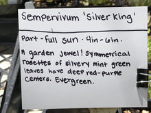 Load image into Gallery viewer, Sempervivum &#39;Silver King&#39; | Silver King Houseleek
