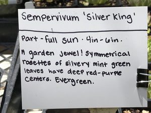 Sempervivum 'Silver King' | Silver King Houseleek