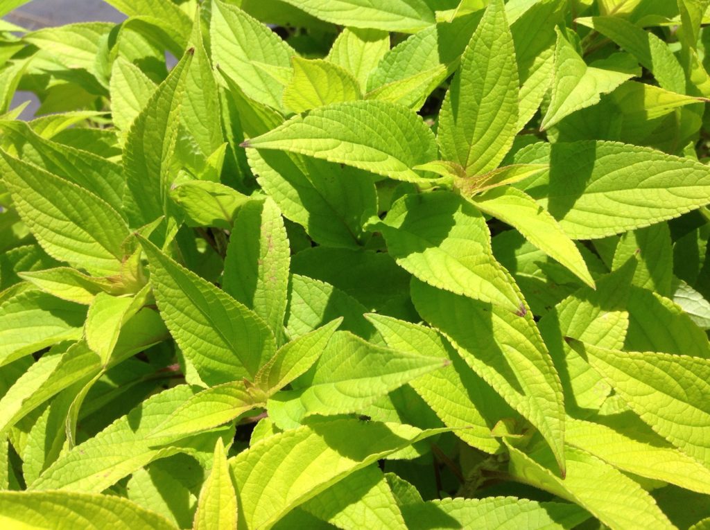 buy pineapple sage plant Salvia elegans 'Golden Delicious' (1 qt)