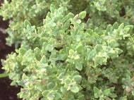 Cordiothymus capitatus (4