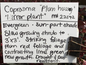 Coprosma repens 'Plum Hussey' (1 qt) | Plum Hussey Mirror Plant (1 qt)