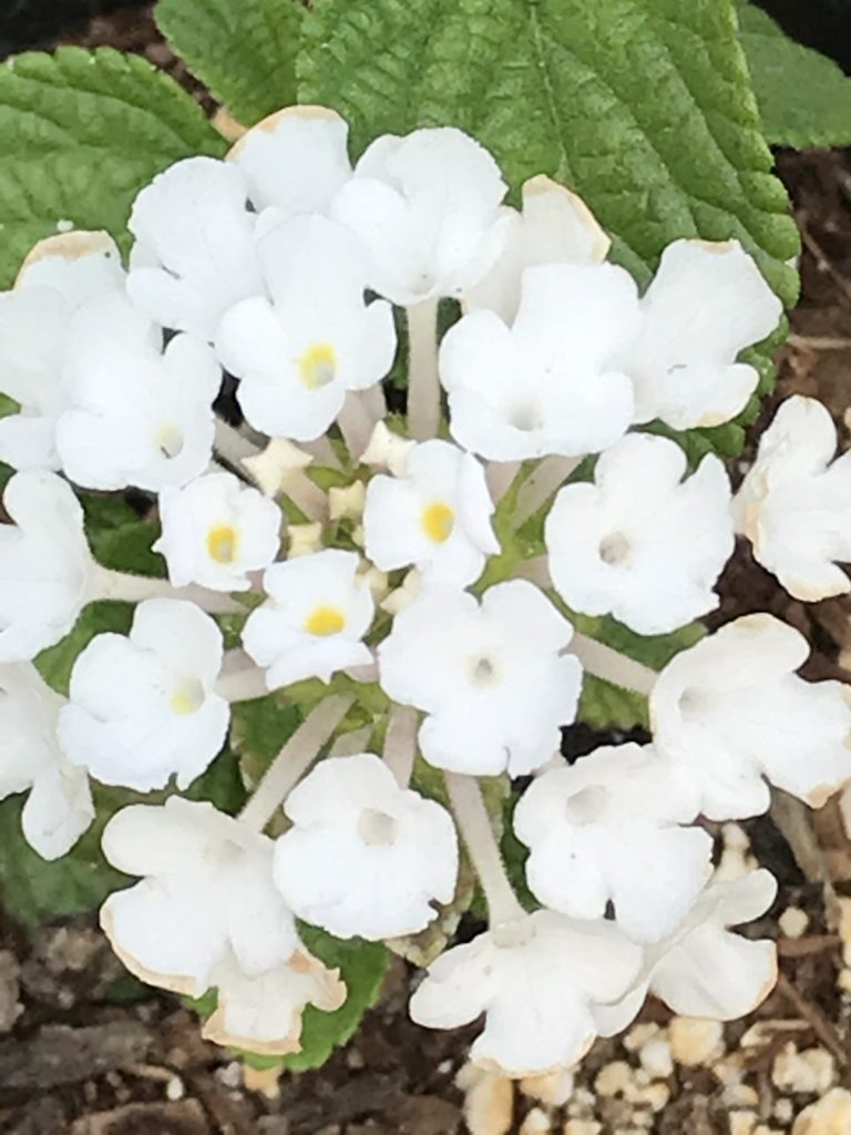 Lantana montevidensis 'Alba' (1 qt) | White Trailing Lantana (1 qt)