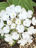Lantana montevidensis 'Alba' (1 qt) | White Trailing Lantana (1 qt)