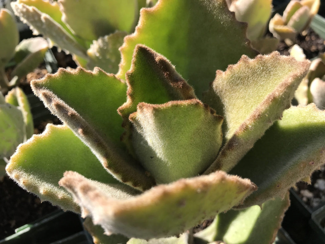 Kalanchoe beharensis 'Fang' (1 qt) | Stalactite Plant (1 qt)