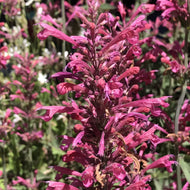 Agastache hybrid 'Morello' (1 qt) | Morello Hummingbird Mint (1 qt)