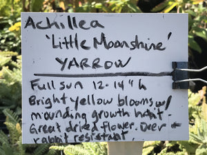 Achillea 'Little Moonshine' (1 qt) | Little Moonshine Yarrow (1 qt)