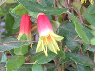 Correa reflexa 'Carpenter Rocks' (1 qt) | Carpenter Rocks Australian Fuchsia (1 qt)