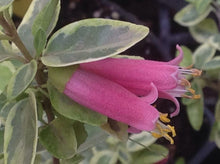 Load image into Gallery viewer, Correa 'Wyn's Wonder' (1 qt) | Variegated Australian Fuchsia (1 qt)
