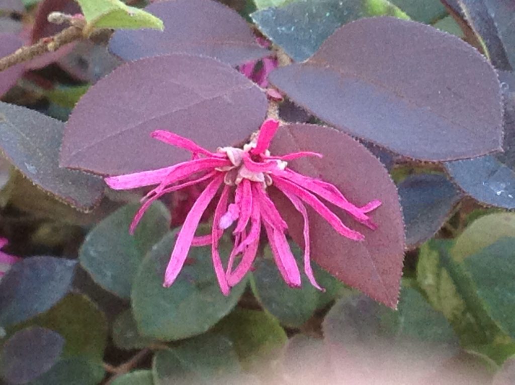 Loropetalum chinense 'Purple Majesty' (1 qt) | Chinese Fringe Flower (1 qt)