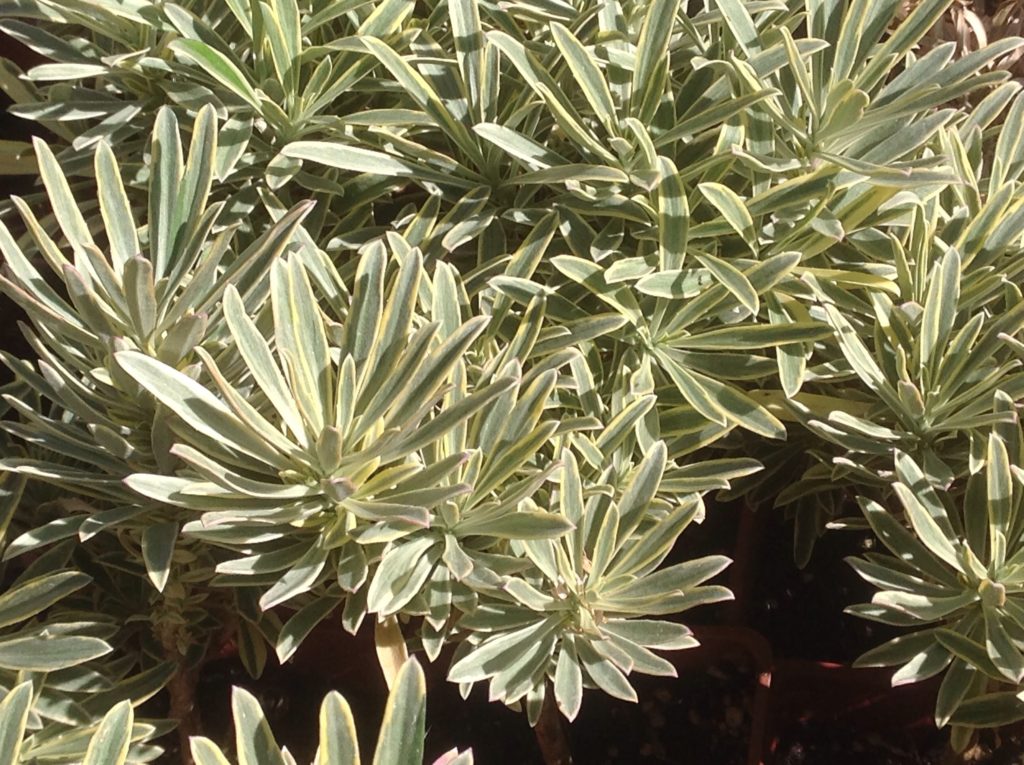 Erysimum 'Fragrant Star' | Fragrant Star Wallflower