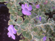 Leucophyllum langmaniae 'Lynn's Legacy' | Lynn's Legacy Texas Ranger