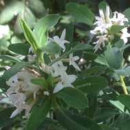 Daphne caucasica (1 qt) | Caucasian Daphne (1 qt)