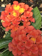 Lantana camara 'Evita Red' | Evita Red Lantana