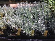 Lavandula x intermedia 'Abrialli' (4