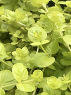 Lysimachia nummularia (4