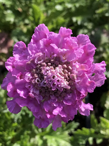 Scabiosa columbaria 'Flutter Rose Pink' (1 qt) | Pink Pincushion Flower (1 qt)