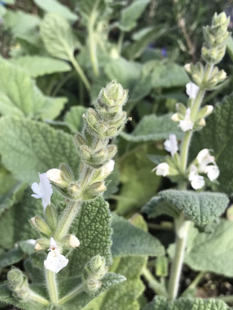 Salvia disermas 'White' (1 qt) | Transvaal Sage - White Form (1 qt)
