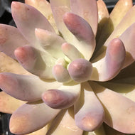 Graptosedum 'Darly Sunshine' (4