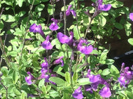 Salvia x microphylla 'Mesa Azure' (1 qt) | Azure Hybrid Sage (1 qt)
