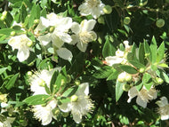 Myrtus communis 'Compacta' (1 qt) | Dwarf Myrtle (1 qt)