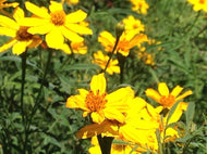 Tagetes lemmonii (1 qt) | Copper Canyon Daisy (1 qt)