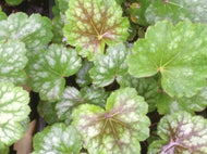 Heuchera americana 'Marvelous Marbles' (1 qt) | Marvelous Marbles Coral Bells (1 qt)