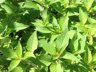 Salvia elegans (1 qt) | Pineapple Sage (1 qt)
