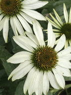 Echinacea purpurea 'PowWow White' (1 qt) | PowWow White Coneflower (1 qt)