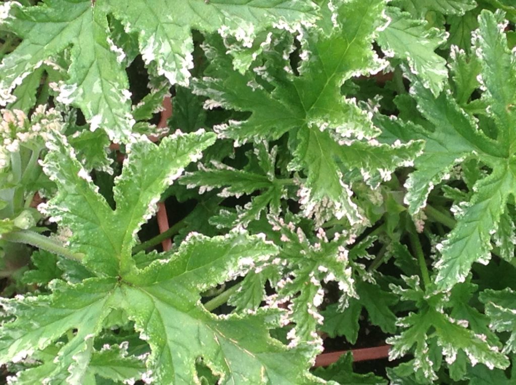 Pelargonium 'Fragrant Frosty' | Fragrant Frosty Scented Geranium
