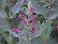 Lepechinia hastata (1 qt) | Pitcher Sage (1 qt)