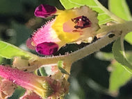 Cuphea cyanea x hirtella (1 qt) | Pink Cigar Plant (1 qt)