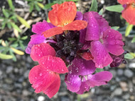 Erysimum 'Winter Orchid' (1 qt) | Winter Orchid Wallflower (1 qt)