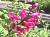 Salvia involucrata 'Mulberry Jam' (info) | Mulberry Jam Roseleaf Sage (info)