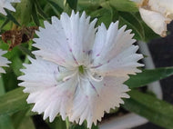 Dianthus 'Telstar White' (4