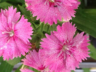 Dianthus 'Telstar Pink' (4