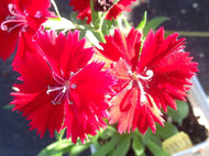 Dianthus 'Telstar Crimson' (4