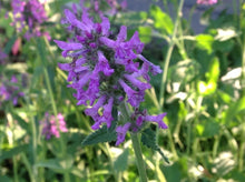 Load image into Gallery viewer, Stachys officinalis | Betony
