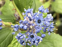 Load image into Gallery viewer, Ceanothus &#39;Ray Hartman&#39; (1 qt) | Ray Hartman Wild Lilac (1 qt)
