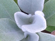 Verbascum bombyciferum 'Arctic Summer' (4