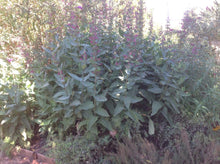 Load image into Gallery viewer, Lepechinia hastata (1 qt) | Pitcher Sage (1 qt)
