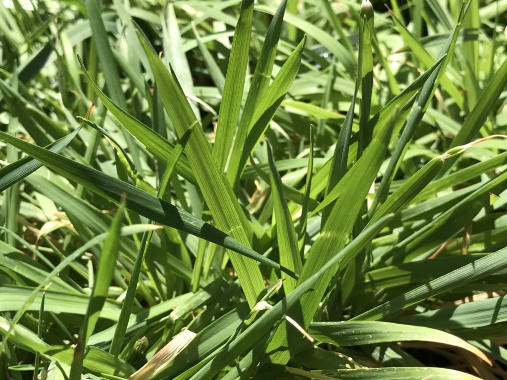 Anthoxanthum odoratum | Vanilla Sweet Grass