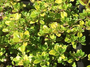 Thymus citriodoris 'Archers Gold' | Archer's Gold Thyme