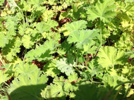 Pelargonium 'Lilian Pottinger' (4