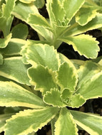 Sedum ellacombianum 'Cutting Edge' (4