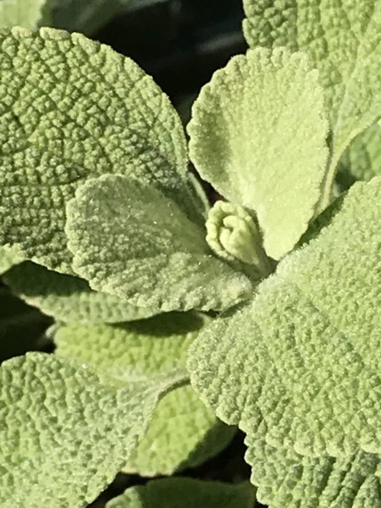 Marrubium bourgaei 'All Hallows Green' (1 qt) | Green Horehound (1 qt)